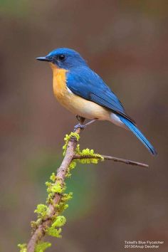 a blue and yellow bird sitting on top of a tree branch with moss growing around it