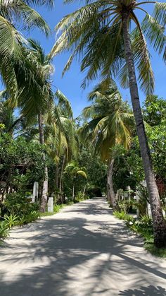 the road is lined with palm trees on both sides