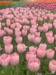 a field full of pink tulips and other flowers