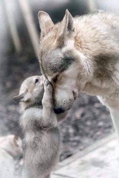 two puppies are playing with each other