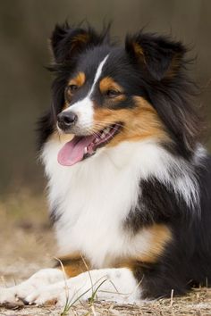 a dog laying on the ground with its tongue out