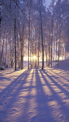 the sun is shining through the trees in the snow