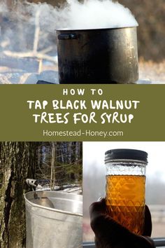 how to tap black walnut trees for syrup in the fall and winter months - honey com