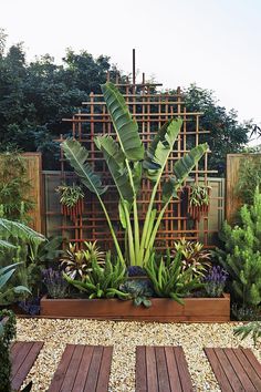 an outdoor garden with lots of plants and wooden boards on the ground, along with graveled walkways