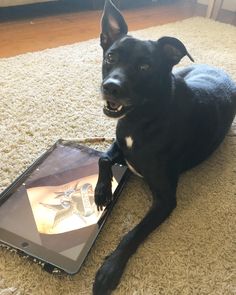 a black dog laying on the floor next to an ipad