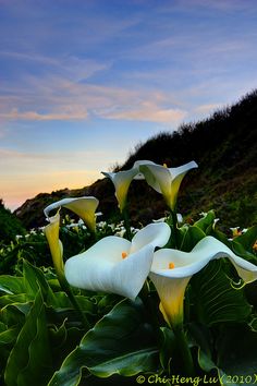 some white flowers and green leaves on a hill with a blue sky in the background