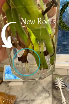 a person holding up a glass with some plants inside of it and the words new roots above it