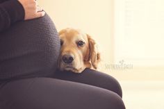 a brown dog sitting on top of a woman's stomach