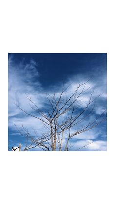 there is a bird sitting on top of a tree in the middle of the day