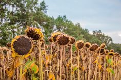 a field full of sunflowers with trees in the background