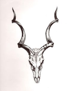 a drawing of a bull skull with long horns