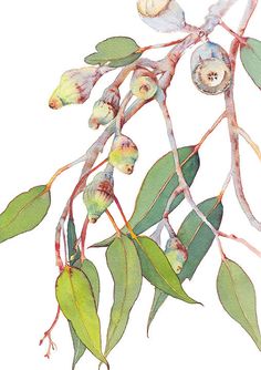 watercolor painting of flowers and leaves on a branch with green leaves in the foreground