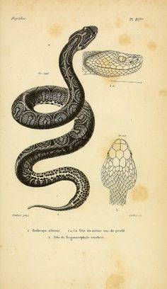 an old book with drawings of snakes on the pages and in front of it is a drawing of a snake's head