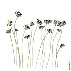 some black and white daisies are in the middle of a line on a white background