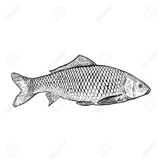 a black and white drawing of a fish on a white background stock photo, royalty