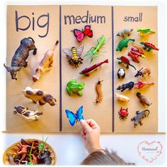 Montessori Activities Preschool, Size Sorting, Homeschool Preschool Activities, Montessori Preschool, Animal Activities, Homeschool Activities