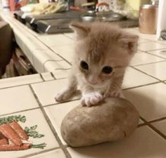 a small kitten standing on top of a rock in a kitchen next to a counter