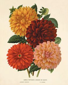 an illustration of three flowers in a vase with leaves on the stems and one flower is red, yellow, and orange