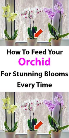 how to feed your orchid for stunning blooms every time