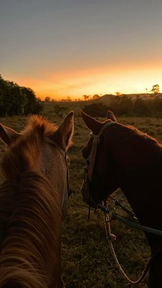 two horses standing next to each other in a field with the sun setting behind them