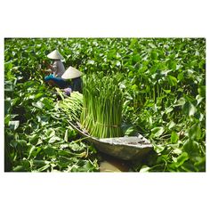 a person in a field with lots of green plants