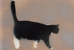 a black and white cat is walking on the floor in front of a wall with no one around it