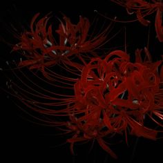 some red flowers on a black background