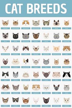 the cat breeds are shown in this poster