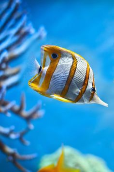 an orange and white striped fish swimming in the blue water with its head turned to the side