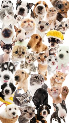 a collage of cats and dogs with hats on their heads, all looking different directions