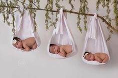 three babys are sleeping in white hammocks hanging from a branch with green leaves