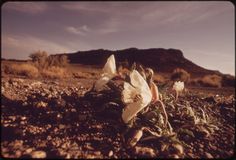 some white flowers in the middle of nowhere