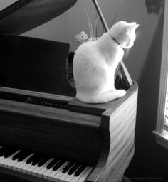 a white cat sitting on top of a piano