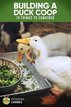 the cover of building a duck coop 10 things to consider