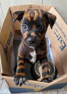 a puppy is sitting in a box with its paws on the bowl and looking at the camera