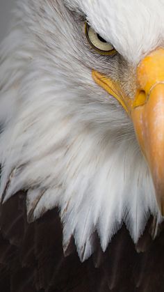 an eagle's head is shown in close up with its yellow beak and white feathers