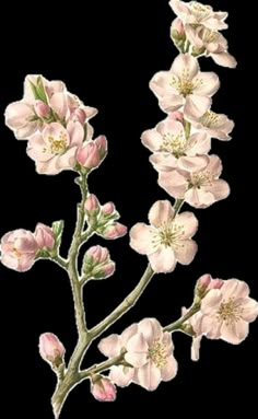 a drawing of some pink flowers on a white background