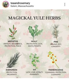 an image of christmas herbs and their names