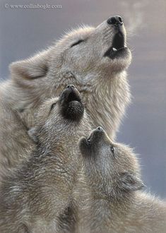 two white wolfs are looking up at the sky and one is yawning