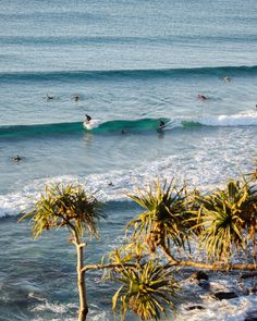 surfers are riding the waves on their surfboards in the ocean with palm trees