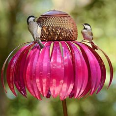 two birds perched on top of a pink flower with a bird feeder in the background