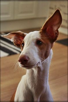 a brown and white dog sitting on top of a wooden floor