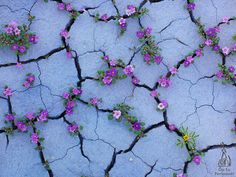 purple flowers growing out of cracky cracked concrete