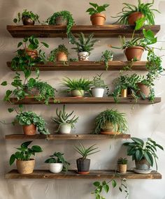 Bedroom Plants Decor, Design My Room, Plantas Interior, Natural Place, Indoor Oasis, Manly Decor, Dollar Store Hacks, Bedroom Plants, Apartment Decor Inspiration