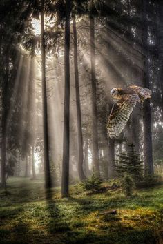 an owl flying through the air over a forest