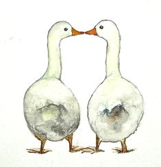 two white ducks standing next to each other