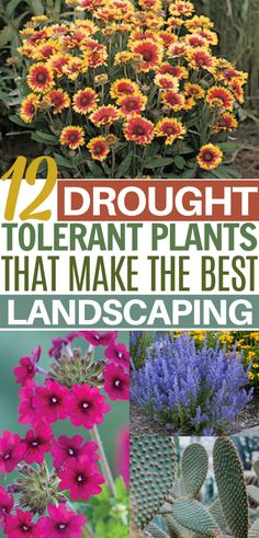 different types of flowers and plants with text overlay that reads, 12 draught to plant plants that make the best landscaping