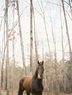 a brown horse standing in the middle of a forest