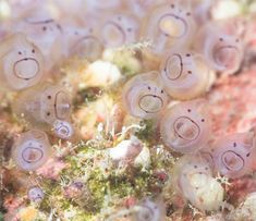 an image of some sea animals that are in the water