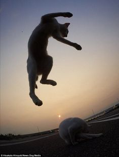 a cat jumping up into the air with another cat laying on the ground in front of it